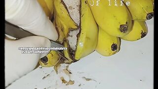 Pisang bergerak