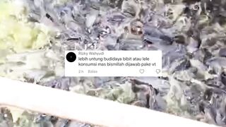 PEMBENIHAN lele atau PEMBESARAN lele❗Mana yang paling UNTUNG❓