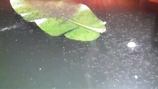 Larva lele umur 12 hari baru lepas CASUT lagi belajar makan PASTA