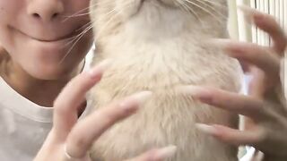 Cat #6