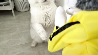 Cat #7