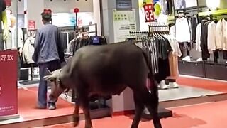 Kerbau masuk toko baju