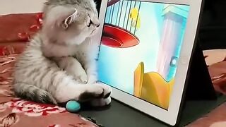 Cat #10