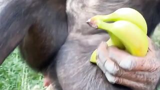 Monkey 34