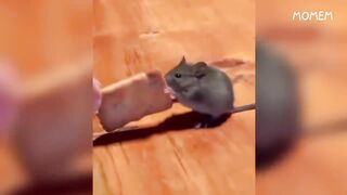 TRY not to laugh:3 times restart now