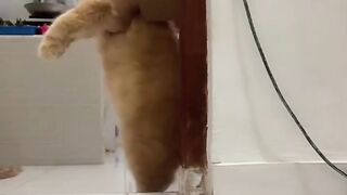 Cute Excited Cat