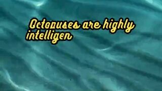 Animal Facts        Octopuses          #shorts 3