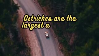 Animal Facts        Ostriches          #shorts