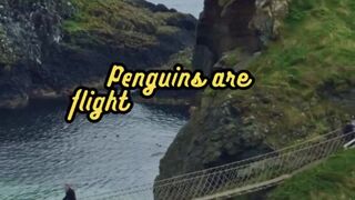 Animal Facts        Penguins          #shorts 2