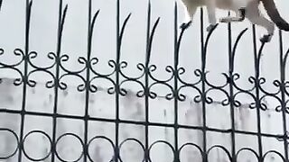 the greatness of the cat