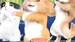 Cute cat  dance