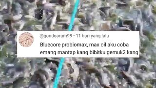 Cara agar nafsu makan lele kuat dan kualitas air kolam terjaga