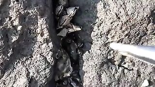 Gooseneck Barnacles