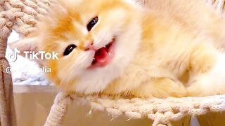 Finally see what the cat does...