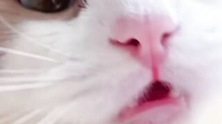 catmemekitten