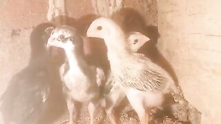 Chikno chicken