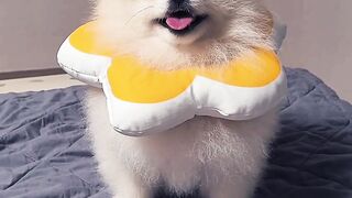 Fluffy Pomeranian with the Cutest Flower Collar