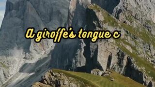 Animal Facts         Giraffe's Tongue         #shorts