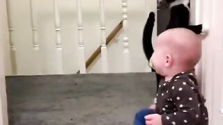 Funny cat 320