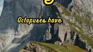 Animal Facts         Octopus Intelligence         #shorts