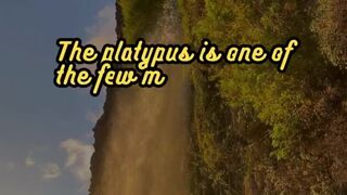 Animal Facts         Platypus         #shorts