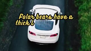 Animal Facts         Polar Bears         #shorts