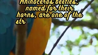 Animal Facts         Rhinoceros Beetles         #shorts