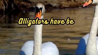 Animal Facts        Alligators          #shorts