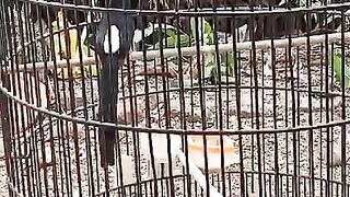 Animal 73