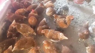 Red chicken