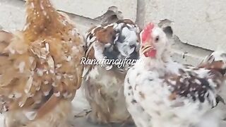 Fancy farm chicken