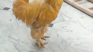Ap chicken kana Pasand