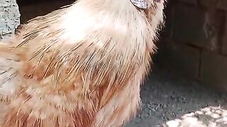 Where are you fancy chicken