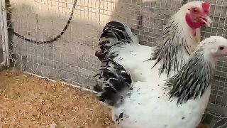 Which chicken