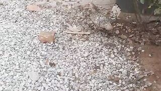 Barish ka pehla qatra