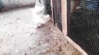 A head and chicken