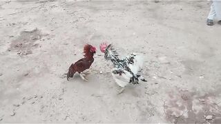 Red chicken plus white but not full white