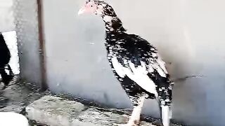 Not out of the cage