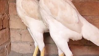 Best chicken