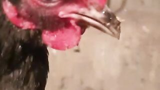 Karkara chicken