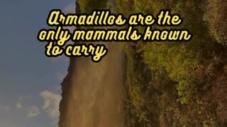 Animal Facts        Armadillos          #shorts