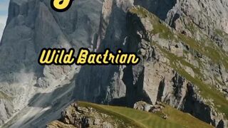 Animal Facts        Bactrian Camel Hydration          #shorts