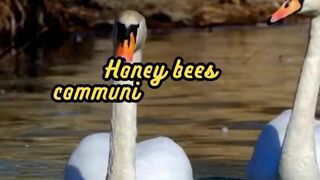 Animal Facts        Bees          #shorts 2