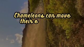 Animal Facts        Chameleons          #shorts