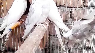 The parrot ll the parrot chicken