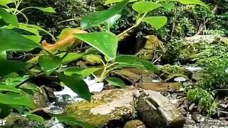 Beautiful nature 221