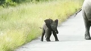 Baby elephant playing