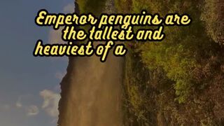 Animal Facts        Emperor Penguins          #shorts
