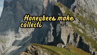 Animal Facts        Honeybee Democracy          #shorts