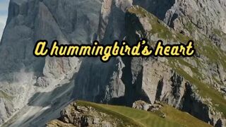 Animal Facts        Hummingbird's Heart          #shorts